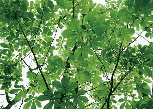 ایده های خلاقانه دکوراسیون گیاهان آپارتمانی